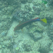 Picture 008